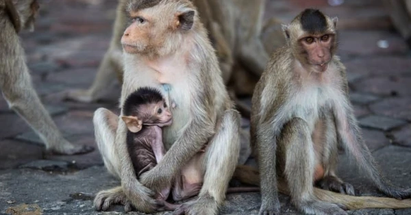 الاحتفال بيوم القرد: ما هي أهميته؟ 