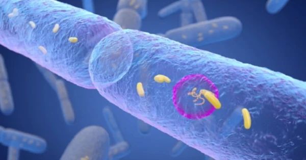 بكتيريا الأمعاء تفتح باباً جديداً للوقاية من السكري 