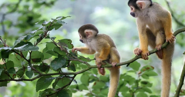 الاحتفال بيوم القرد العالمي 2024 