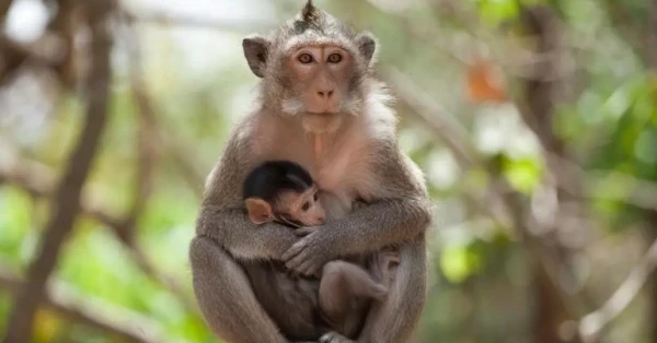 طرق الاحتفال بيوم القرد 