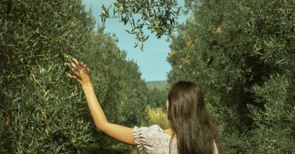 يوم شجرة الزيتون العالمي 2023