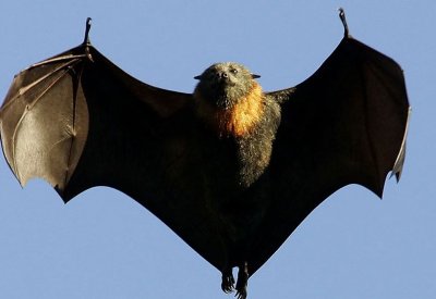 وفاة أسترالي بفعل لدغة خفاش منذ أشهر