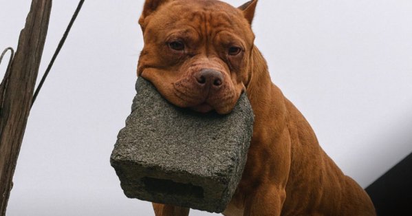 رجل يُعتقل لتدريبه كلبه على رمي الطوب على من يرن جرس بابه 