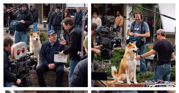 سينماء الوفاء..تحديات الإخراج حين يكون الكلب بطل الحكاية 