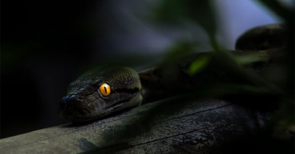 ابتكار صيني مستوحى من الثعابين قد يحدث ثورة في كاميرات الهواتف 