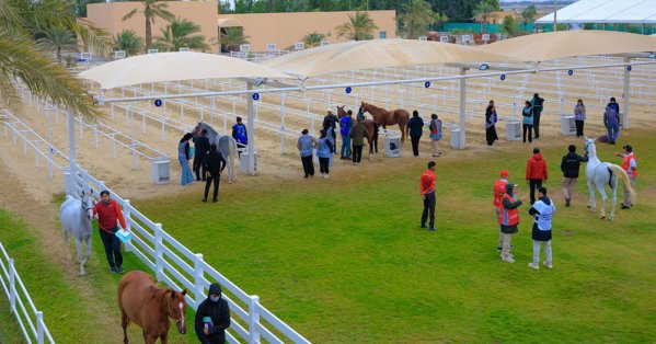 4 سباقات دولية ومحلية في بطولة العيد الوطني للقدرة 