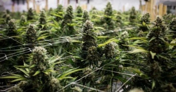 إدارة ترامب تخفف قيود "الماريجوانا" لتفتح صناعة القنب أمام استثمارات بمليارات الدولارات 