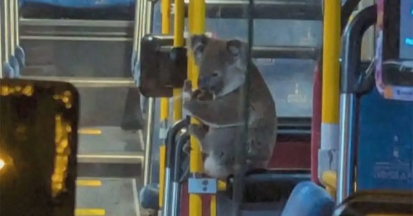 بمشهد طريف.. كوالا يستقل حافلة هربا من الزحام 