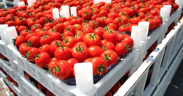 العراق يمنع استيراد 11 محصولاً لحماية الإنتاج المحلي 