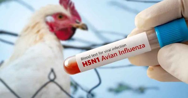 هل يتعامل العالم بتساهل زائد مع خطر إنفلونزا الطيور؟ #صحيفة_البلاد 