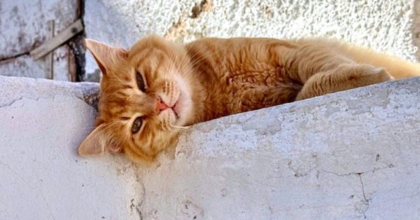 اليونان: إقامة مجانية كاملة مقابل العناية بمجموعة من القطط اليتيمة 