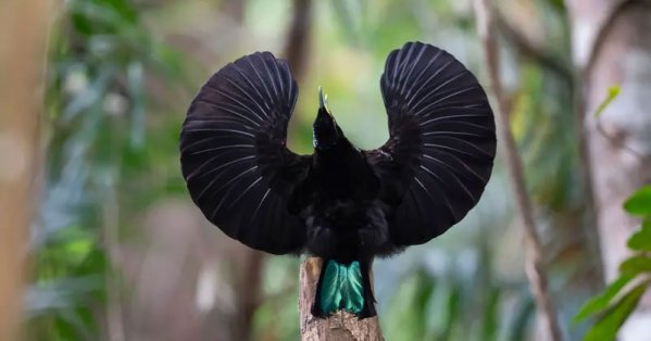 من وحي طائر البندقية.. ابتكار النسيج الأكثر سواداً على الإطلاق 