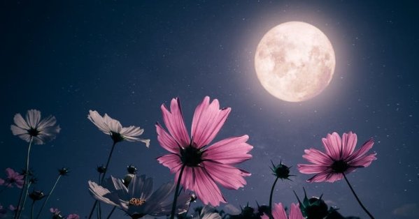 أول بدر عملاق في 2026.. والسماء تستعد لعرض فلكي نادر 