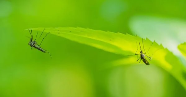 البعوض لم يعد مزعجاً فقط.. دمُه يكشف من يعيش حولنا 