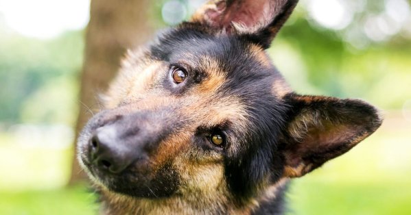 لماذا يميل الكلب برأسه عند التحدث إليه؟ 