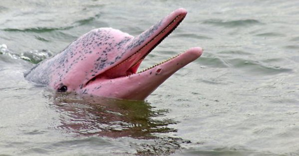 الدلافين الوردية حقيقية ولكن نادرة للغاية 