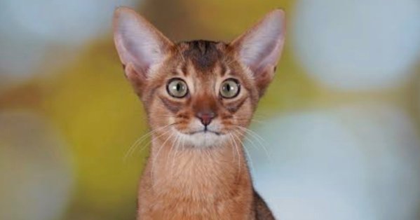 "دارلين" يحصد لقب أفضل قط في العالم 