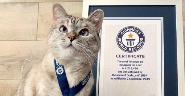 "نالا".. القطة الأغنى في العالم بحوالي 35 مليون دينار بحريني 