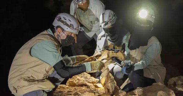 بالصور: أول اكتشاف لفهود محنطة طبيعياً في كهوف السعودية 