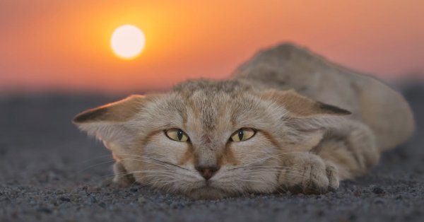 عدسة مصور سعودي توثق ظهوراً نادراً لقط الرمال في صحراء بيشة 