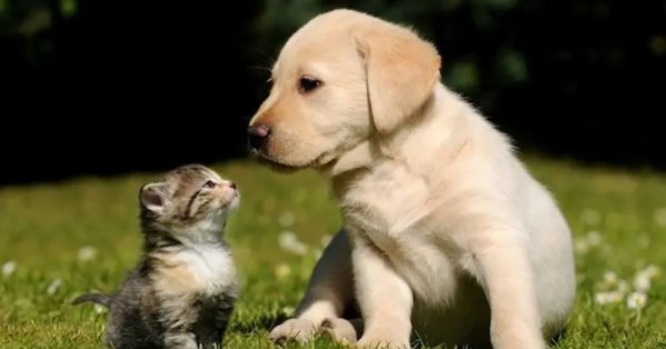 إلى أي مدى يمكن أن يتأثر البعض بفقدان حيواناتهم الأليفة؟ 