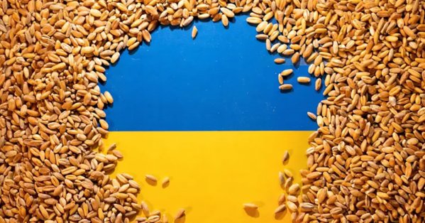 الغطاء الجليدي والبرد القارس يهددان بإتلاف محاصيل شتوية في أوكرانيا 