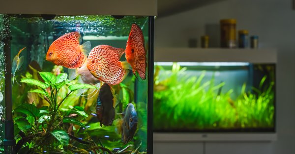 لماذا تموت أسماكك بسرعة؟.. أخطاء شائعة تقتلها دون أن تنتبه 