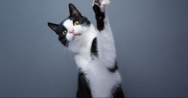 لماذا اختارت القطط أن تعيش بين البشر؟ 