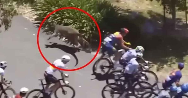 حيوانات الكنغر "تسقط" الدراجين في أستراليا 