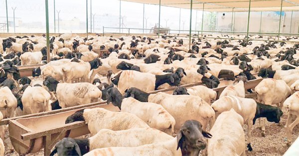 تجار مواشٍ: مخزون كافٍ من المواشي في البحرين لتغطية احتياجات رمضان 
