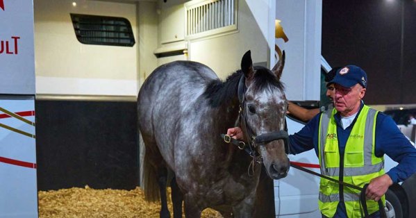 نادي راشد يطلق أول مبادرة وطنية لتعويض الانبعاثات في نقل خيل كأس البحرين الدولي 