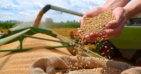 متعاملون: تونس تطرح مناقصتين لشراء قمح 