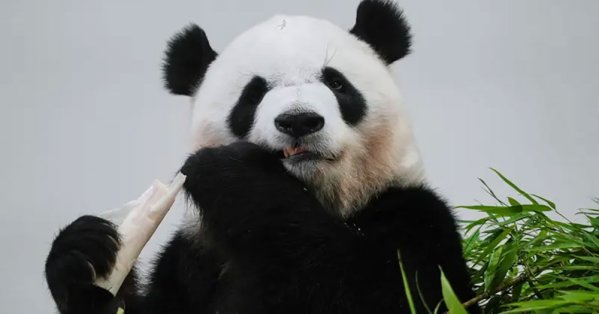 آخر زوجين من الباندا في اليابان يعودان إلى الصين وسط توترات 