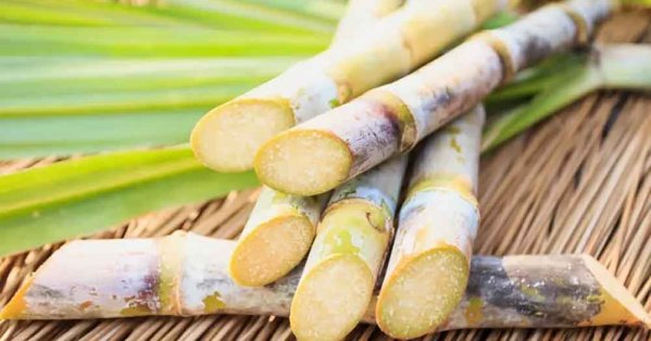 مصر تستهدف توريد 6 ملايين طن من محصول قصب السكر بالموسم الحالي #صحيفة_البلاد 