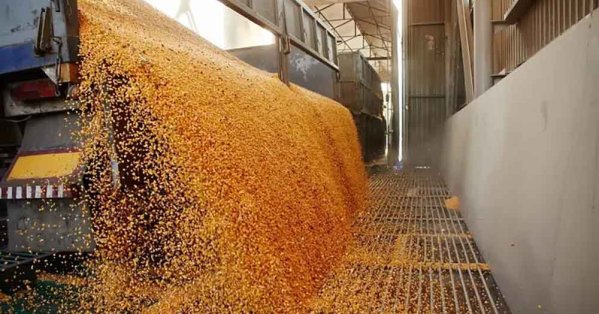 تونس تتلقى عروضاً في مناقصة لشراء 100 ألف طن من القمح اللين 