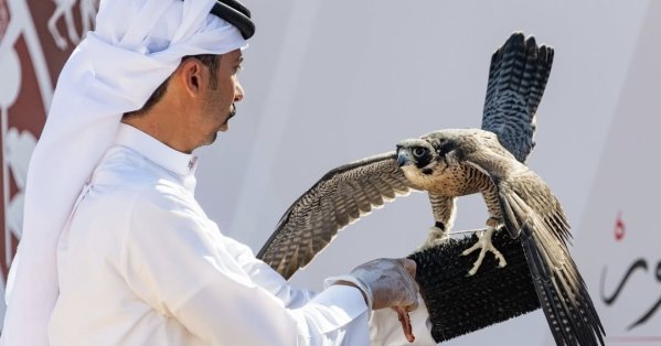 الصقار البحريني أحمد عبدالوهاب الهاجري يتوج بكأس محمد بن راشد لسباقات الصقور 