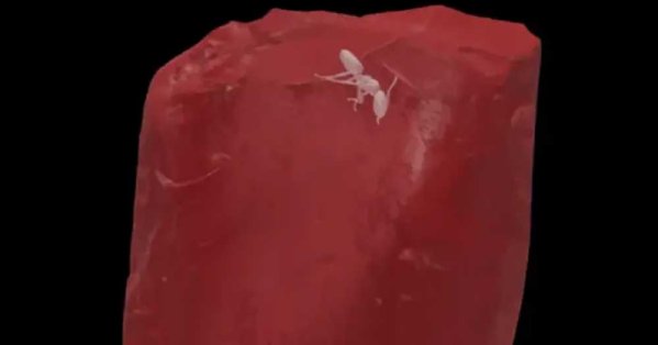 عثر عليها في كهرمانة.. نملة منقرضة من 40 مليون سنة تكشف أسراراً 