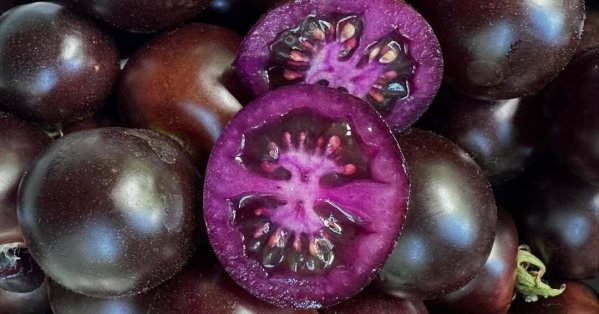 طماطم معدلة جينياً تحارب السرطان والسمنة 